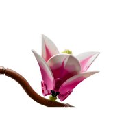 ����������� LEGO Botanicals ó��� �����볿 11510